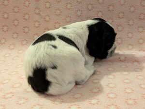 In honorem Tini dell'Amarettini (3 Wochen)