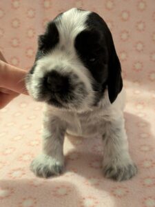 In honorem Tini dell'Amarettini (3 Wochen)