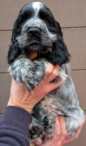 Innocenzo dell'Amarettini (9 Wochen)