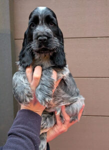 Ignacio dell'Amarettini (9 Wochen)