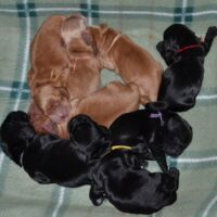 Jenna ist das kleine oben rechts mit dem roten Bändchen. :)