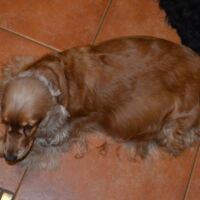 "Desert Lioness Xilander"
hier trächtig mit Jenna ;)