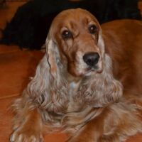 "Desert Lioness Xilander"