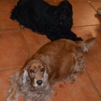 DESERT LIONESS Xilander
hier trächtig mit Jenna ;)