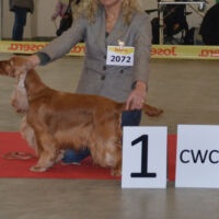 DESERT LIONESS Xilander
Int.Ch. (C.I.E.) Multi Ch.