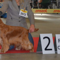 DESERT LIONESS Xilander
Int.Ch. (C.I.E.) Multi Ch.