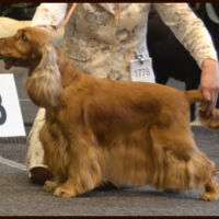 DESERT LIONESS Xilander
Int.Ch. (C.I.E.) Multi Ch.