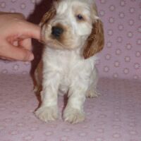 Coco Très Jolie dell'Amarettini (5 Wochen)