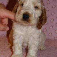 Coco Très Jolie dell'Amarettini (5 Wochen)