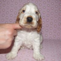 Coco Très Jolie dell'Amarettini (5 Wochen)