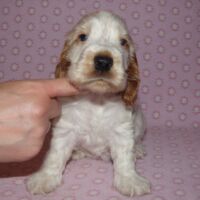 Coco Très Jolie dell'Amarettini (5 Wochen)