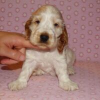 Coco Très Jolie dell'Amarettini (5 Wochen)