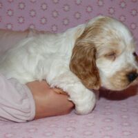 Coco Très Jolie dell'Amarettini (5 Wochen)