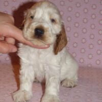 Coco Très Jolie dell'Amarettini (5 Wochen)