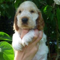 Coco Très Jolie dell'Amarettini (6 Wochen)