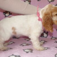 Coco Très Jolie dell'Amarettini (10 Wochen)