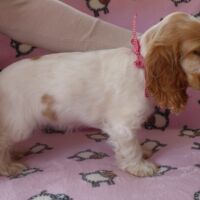 Coco Très Jolie dell'Amarettini (10 Wochen)