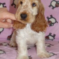 Coco Très Jolie dell'Amarettini (10 Wochen)