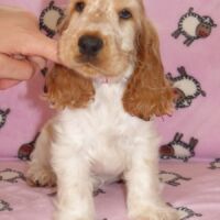 Coco Très Jolie dell'Amarettini (10 Wochen)