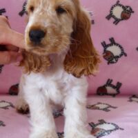 Coco Très Jolie dell'Amarettini (10 Wochen)