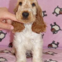 Coco Très Jolie dell'Amarettini (10 Wochen)