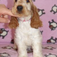 Coco Très Jolie dell'Amarettini (10 Wochen)