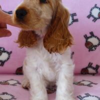 Coco Très Jolie dell'Amarettini (10 Wochen)