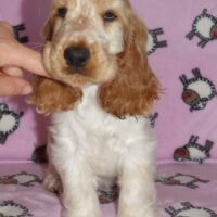 Coco Très Jolie dell'Amarettini (10 Wochen)