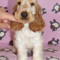 Coco Très Jolie dell'Amarettini (10 Wochen)