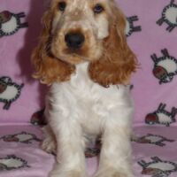 Coco Très Jolie dell'Amarettini (10 Wochen)