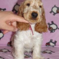 Coco Très Jolie dell'Amarettini (10 Wochen)