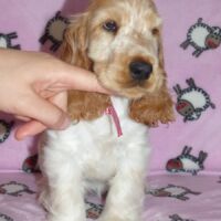 Coco Très Jolie dell'Amarettini (10 Wochen)