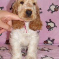 Coco Très Jolie dell'Amarettini (10 Wochen)