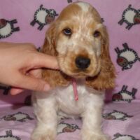 Coco Très Jolie dell'Amarettini (10 Wochen)