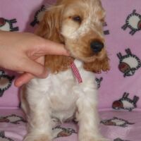 Coco Très Jolie dell'Amarettini (10 Wochen)