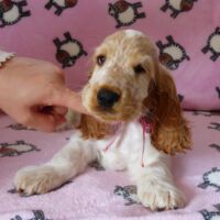 Coco Très Jolie dell'Amarettini (10 Wochen)