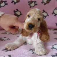 Coco Très Jolie dell'Amarettini (10 Wochen)