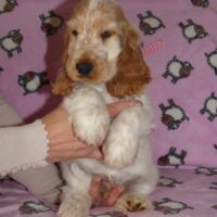 Coco Très Jolie dell'Amarettini (10 Wochen)