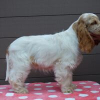 Coco Très Jolie (4 Monate)