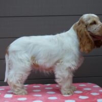 Coco Très Jolie (4 Monate)