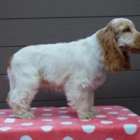 Coco Très Jolie (4 Monate)