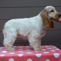 Coco Très Jolie (4 Monate)