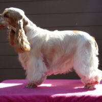 Coco Très Jolie dell'Amarettini (1 Jahr)