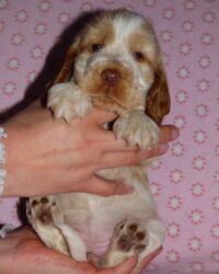 Ecilia dell'Amarettini (5½ Wochen)