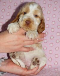 Ecilia dell'Amarettini (5½ Wochen)