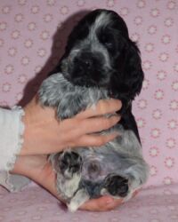 Enrico dell'Amarettini (5½ Wochen)