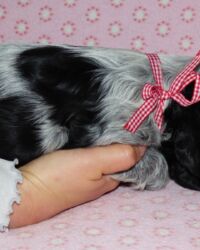 Enrico dell'Amarettini (5½ Wochen)