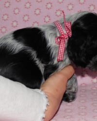 Enrico dell'Amarettini (5½ Wochen)