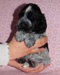 Enrico dell'Amarettini (5½ Wochen)