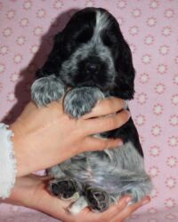 Enrico dell'Amarettini (5½ Wochen)